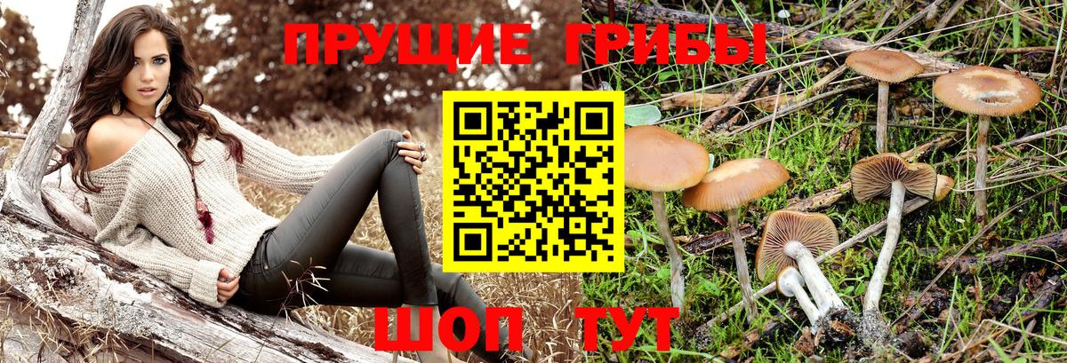Псилоцибиновые грибы MAGIC MUSHROOMS  где найти   Гатчина 